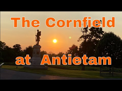 The Cornfield at Antietam