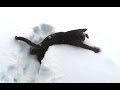 Kittens Discovering Snow For The First Time
