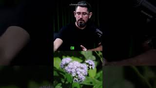 Erva de São João e sua utilidade #dores #receita