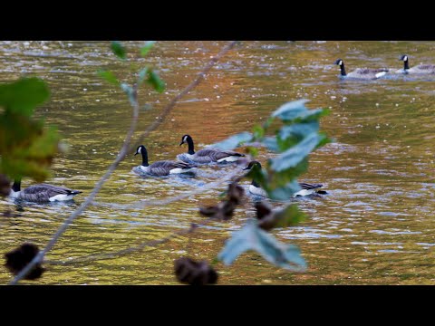 5 Things to Do in Charlottesville During COVID