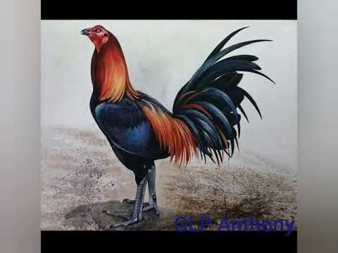 Gallo camarón Chabuca Granda 🇵🇪