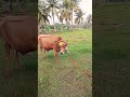 Mattu Pongal Celebration