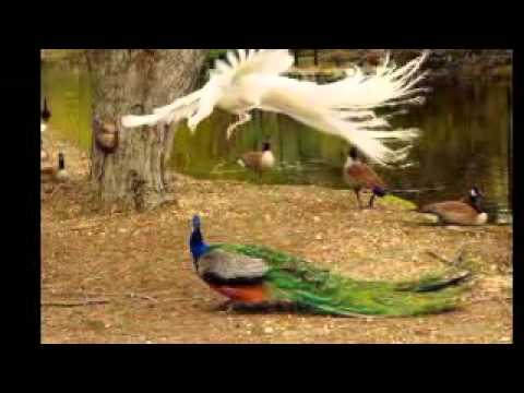 HappY BirthDaY Aru 2013-feb-20