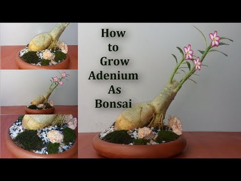 How to Grow Adenium As Bonsai at Home - Easy Way to Make Adenium or Desert Rose Bonsai//GREEN PLANTS Video