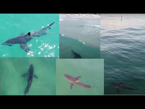 Best Great White Shark Drone Footage of 2021 (Part 2)