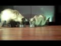 Penting Cute Siamese Cats Having Lunch Together Loud Siamese Cat Sienna Aiko, Video Balinese Cat Persian paling dicari!