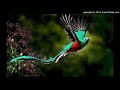 Légende du pays aux oiseaux - Patrick Naudar Légende du pays aux oiseaux