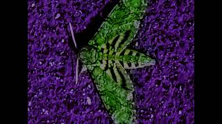 Sham Lee - Untitled 2