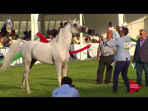 N.87 PHAVEZ BY IMPERIA - 2017 Italian Nationals - 7-9 Years Old Stallions (Class 11)