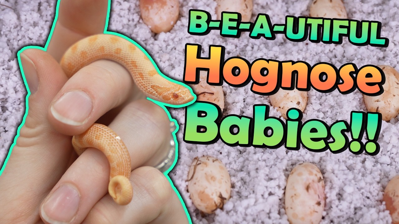 Adorable Albino Hognose Snakes Hatching!!