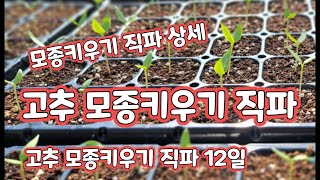 고추 모종키우기 직파 고추 육묘 12일