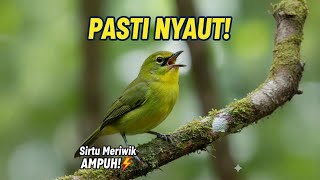 Download lagu Suara Sirtu Meriwik Pancingan Sirtu Bahan Nyaut mp3