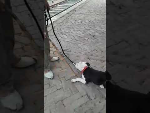 Patiala best dog trainer joginder pal 9815507893