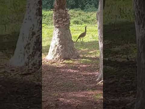 Seriema em Jumirim-SP 1/2