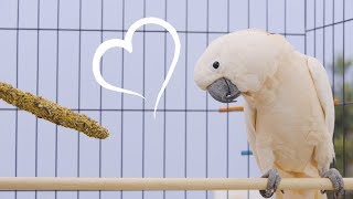 Vitakraft Triple Baked Crunch Sticks Small Pet &amp; Bird Treats | Chewy