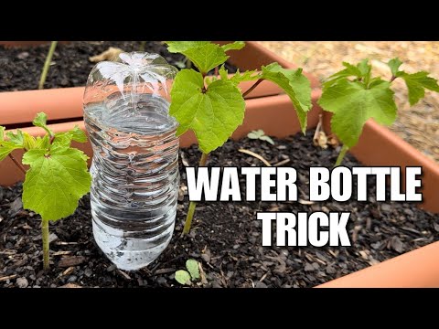 How to Water Your Garden While On Vacation - DIY Drip Irrigation