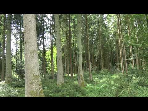 Natural forest development