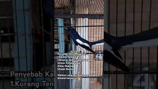 Download lagu Penyebab Kacer mbagong atau nangkur @kacerturbo #hewan #burung #kicaumania #kacer #burungkacer mp3 Download lagu Penyebab Kacer mbagong atau nangkur @kacerturbo #hewan #burung #kicaumania #kacer #burungkacer mp3