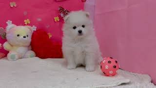 ポメラニアンの動画01