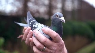 Champion Pigeon Sold for $14 Million