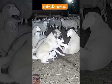 สุนัขเฝ้ายามผู้กล้าหาญ #animals #fannydog #worldwildlifeday #wildlife #nest #remix #shorts