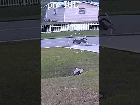 @factamatar German Shepherd Saved His Owner😍