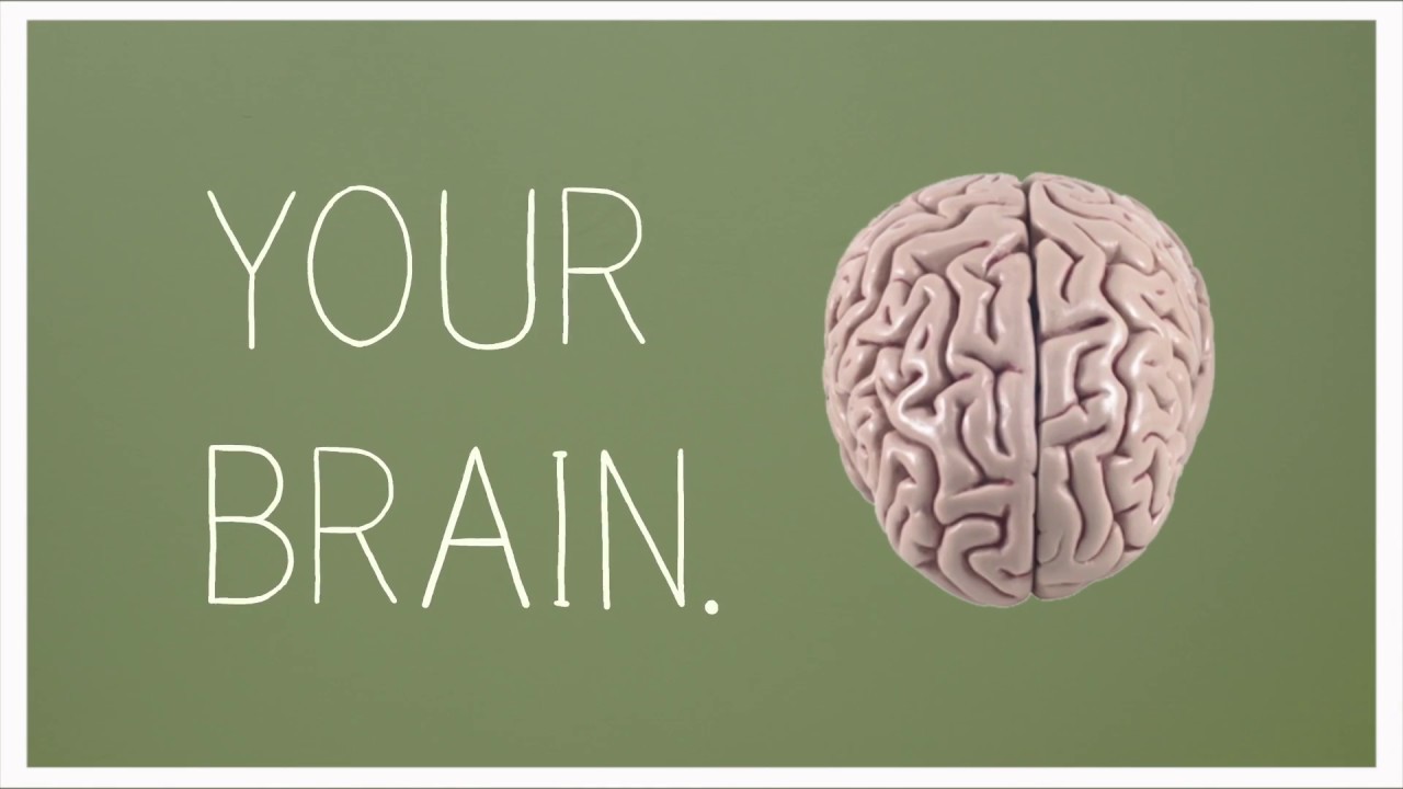 Dr  Lynne Murfin: The Brain