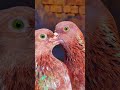 Hari Aankh Ke Lalsare Kabutar Viral Pigeons Trending Youtube Youtubeshort Kabootar Bestpigeons
