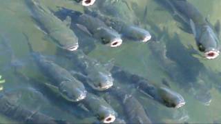 preview picture of video 'Asturias y los peces cantores del rio Deva'