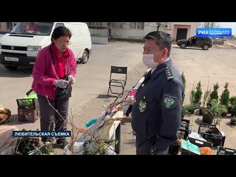 Специалисты Управления Россельхознадзора контролирует качество посадочного материала, реализуемого в Республике Калмыкия