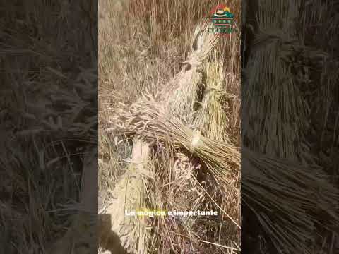 Parte 3 de la siega en Socotá boyacá #viajes #cultura #campo