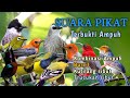 TERBUKTI AMPUH SUARA PIKAT SEMUA JENIS BURUNG KECIL