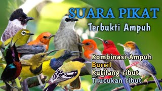 Download lagu TERBUKTI AMPUH - SUARA PIKAT SEMUA JENIS BURUNG KECIL  mp3