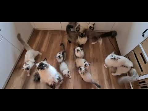 11 Katzen warten auf Essen