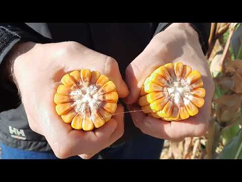 KWS Mais on Tour – Susanna trifft Felix Reuver