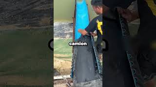 Așa sunt repopulate peștele!