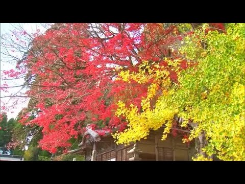 Vibrante… Uma imponente árvore de ginkgo de 20 metros de altura e um bordo aninhados no Santuário de Hiruzen/Tokuyama [Okayama/Cidade de Maniwa] (23/11/10 18:00)