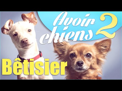 Bêtisier "Avoir 2 chiens" - Natoo