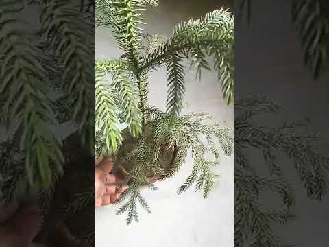 , title : 'Araucaria Plant / Christmas Plant in Clay Pot Update 13 June 2022'