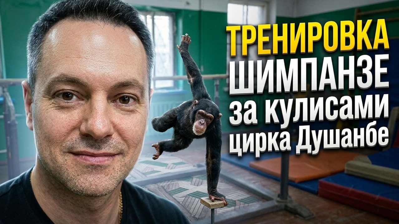 Тренировка Шимпанзе За Кулисами Цирка Душанбе с Даном Запашным