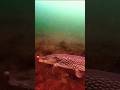 Video Thumbnail for PIKE  ? #shorts #fishing #fypシ