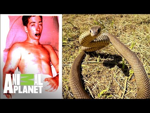 Hombre es mordido por una de las serpientes más venenosas | El lugar más peligroso | Animal Planet