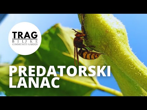 PREDATORY CHAIN ​​- FIRST ONLINE COMMUNITY MEMBERS TALK (2021) [TRACE OF THE PLANT]