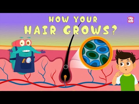 How Your Hair Grows? - The Dr. Binocs Show | Best Learning Videos For Kids | Peekaboo Kidz