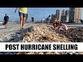 Post Hurricane Shelling Milton Carpeted South Marco Beach With Shells