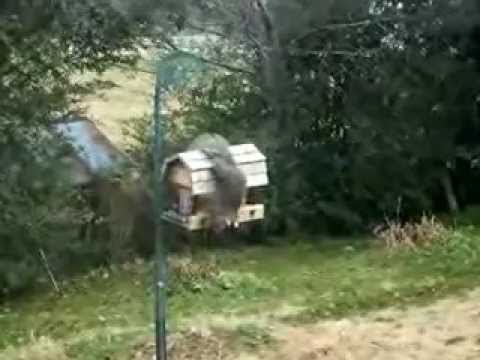 The Funky Squirrel Bop