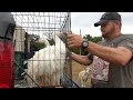 Milly The Goose Had To Leave The Farm