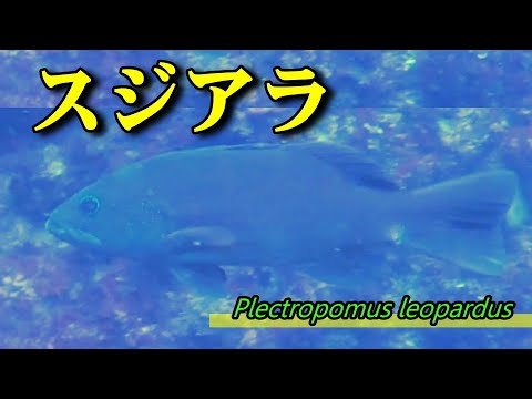 スジアラ