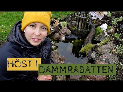 Dammrabatten - Dags att klippa ner inför hösten och se hur det har gått med ogräset