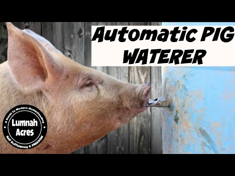 Automatic Pig waterer